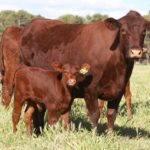 Fertility and Longevity