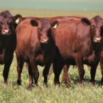 Red Poll Cattle