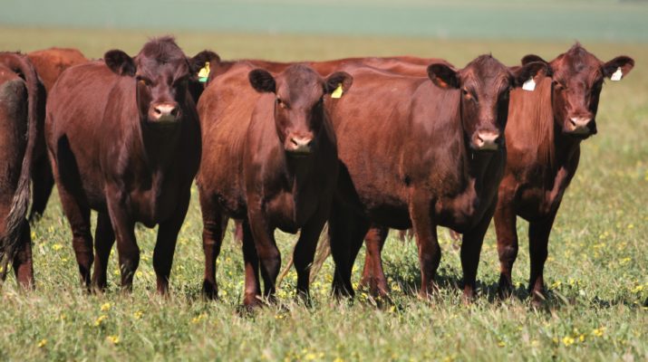 Red Poll Cattle