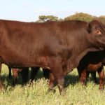 Red Poll Cattle