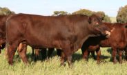 Red Poll Cattle